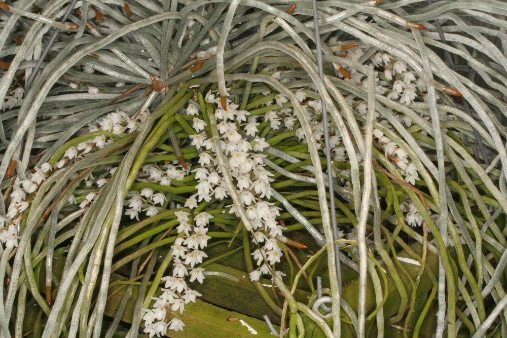 Mic.+stotzii.JPG?format=1000w